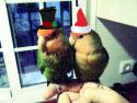 Feliz Navidad